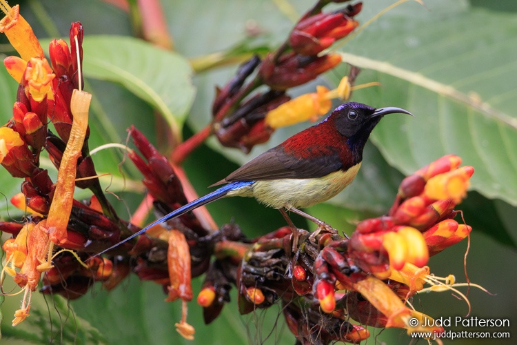 Black-throated Sunbird, Mr Daeng's Cafe, Chiang Mai, Thailand